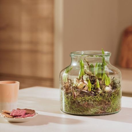 Mooie bloembollen in vaas