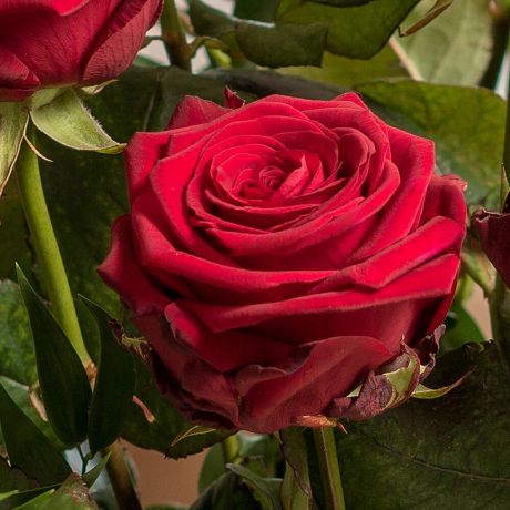 50 premium rode rozen boeket